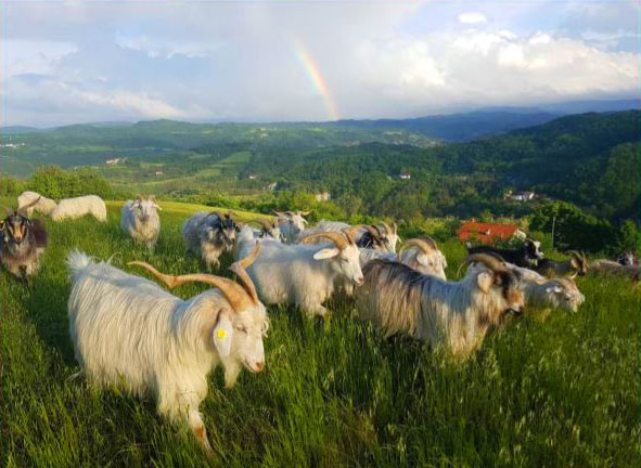 Goats Hillside